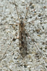 Tipula confusa