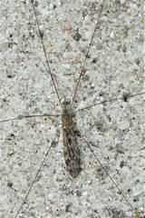 Tipula confusa