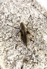 Thyreonotus corsicus
