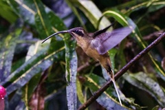Phaethornis syrmatophorus