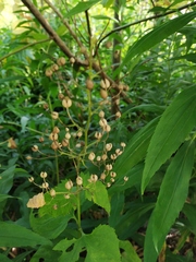 Scrophularia nodosa