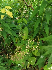 Scrophularia nodosa