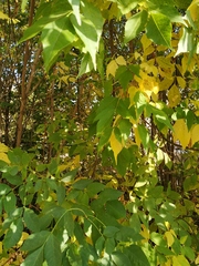 Acer negundo