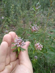 Grevillea sphacelata