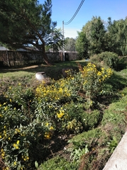 Helianthus tuberosus