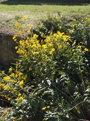Helianthus tuberosus