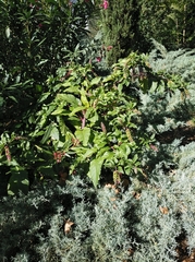 Phytolacca americana