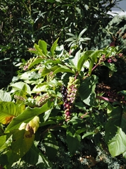 Phytolacca americana