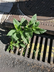 Phytolacca americana