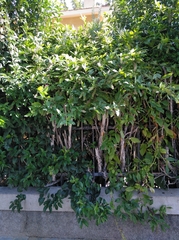 Phytolacca americana