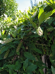 Phytolacca americana