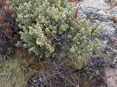 Olearia cymbifolia