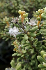 Olearia cymbifolia
