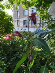 Impatiens glandulifera