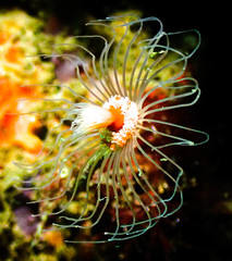 Tubulariidae