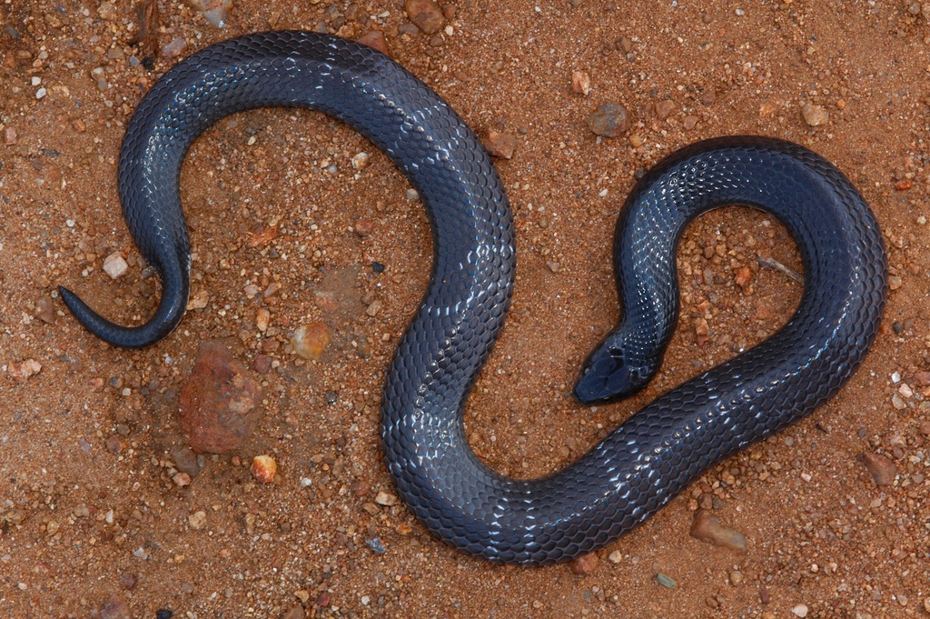 Boulenger's Garter Snake