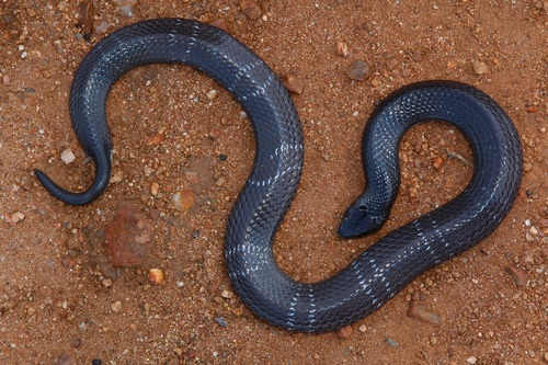 Boulenger's Garter Snake