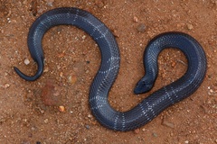 Elapsoidea boulengeri