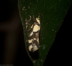 Coesyra hemiphragma