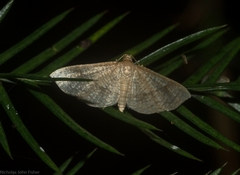 Addaea subtessellata