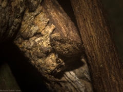 Cotylana angustifrons