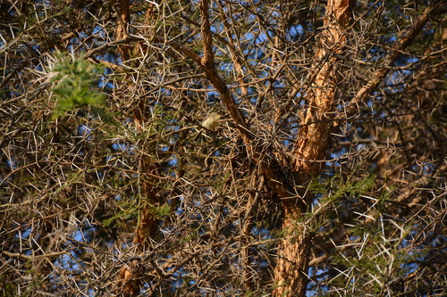 Buff-bellied Warbler (Phyllolais pulchella), photo 10