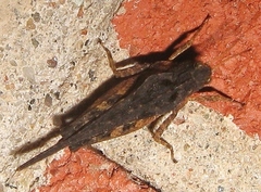 Tetrix subulata
