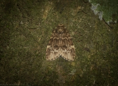 Scaphidriotis xylogramma