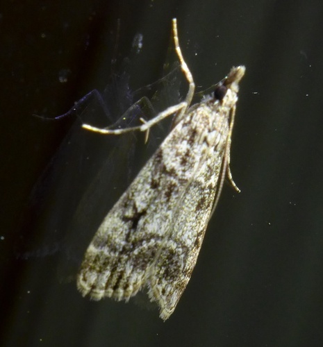 European Common Grey