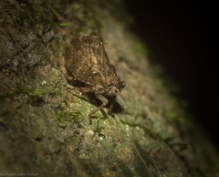 Cotylana angustifrons