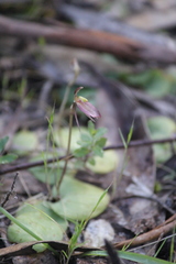 Cyrtostylis reniformis