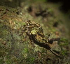 Cotylana angustifrons