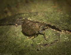 Cotylana angustifrons