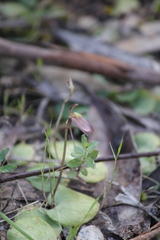 Cyrtostylis reniformis