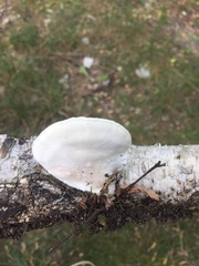 Calcipostia guttulata