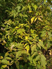 Acer negundo