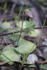 Cyrtostylis reniformis