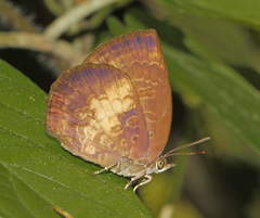 Arhopala perimuta