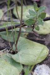 Cyrtostylis reniformis