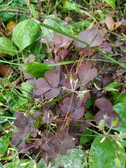 Oxalis stricta