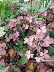 Oxalis stricta