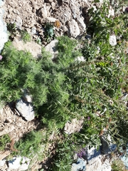 Artemisia chamaemelifolia