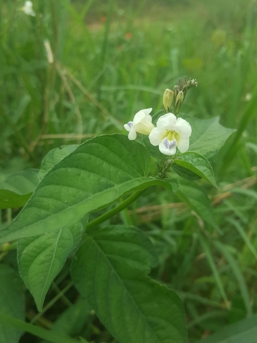 Asystasia gangetica subsp. micrantha image