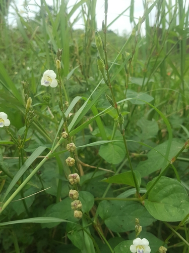 Asystasia gangetica subsp. micrantha image