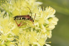 Stenopterus mauritanicus