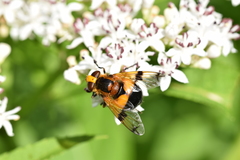 Volucella inflata