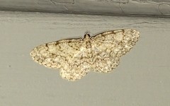 Aethalura intertexta
