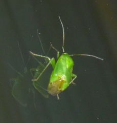 Apolygus spinolae