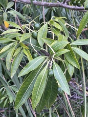 Rauvolfia sumatrana