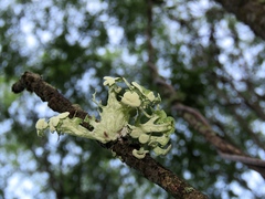 Ramalina sinensis